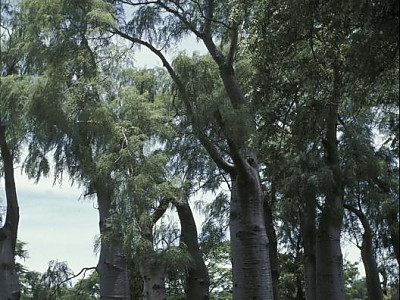 모링가 드루하디 사진 - Moringa drouhardii Photos