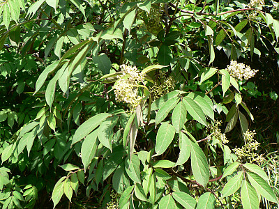 덧나무 사진 - Sambucus sieboldiana (Miq.) Blume ex Graebn. Photos