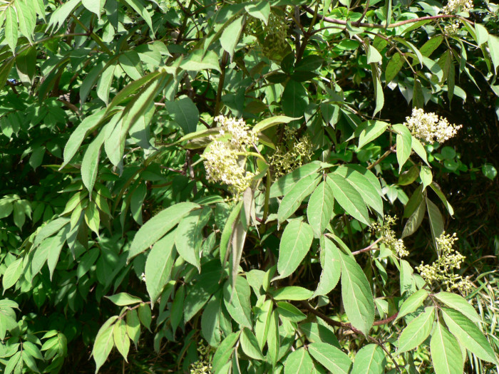 덧나무 - Sambucus sieboldiana (Miq.) Blume ex Graebn.