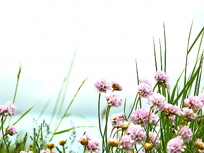 너도부추 사진 - Armeria maritima Photos