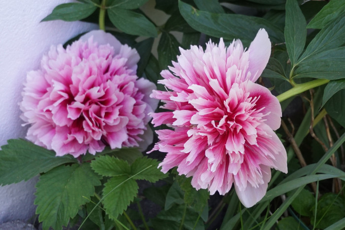 작약 - Chinese peony, Paeonia lactiflora Pall.