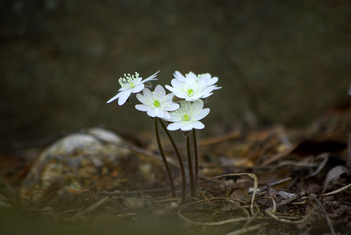 노루귀 - Hepatica asiatica Nakai, Hepatica asiatica
