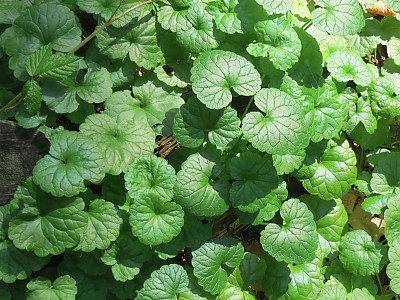 긴병꽃풀 사진 - Glechoma hederacea var Photos