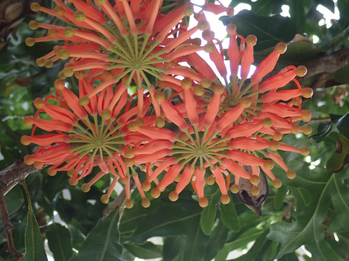 플라이휠 - Firewheel, White Beefwood, Queensland Firewheel Tree, Tulip Flower, White Oak, White Silky Oak, Stenocarpus sinuatus