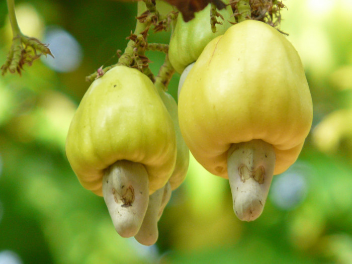 캐슈나무 - Cashew nut tree, Anacardium occidentale L.