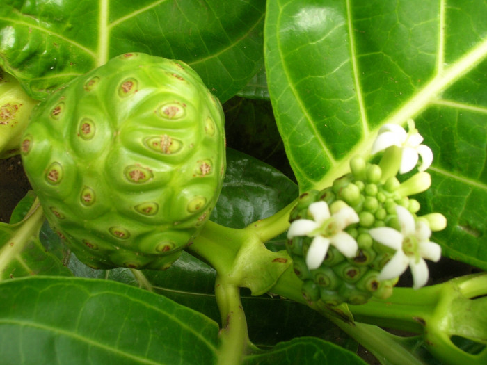 노니 - Noni fruit, Morinda citrifolia