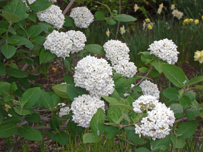 유럽분꽃 - Viburnum carlcephalum
