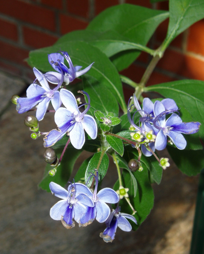 나비꽃 - Blue butterfly, Clerodendrum ugandense