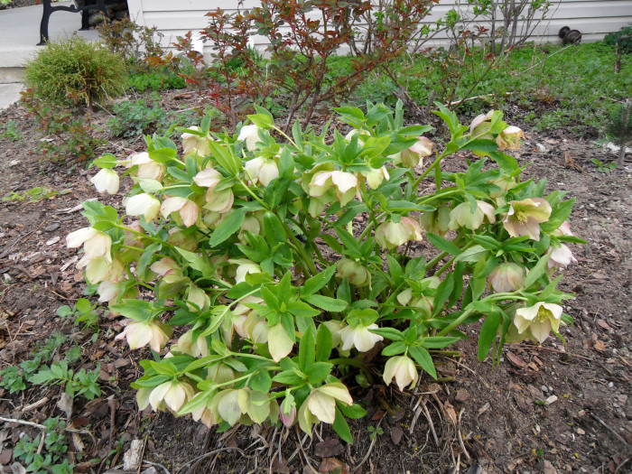 크리스마스로즈 - Christmas rose, Black hellebore, Helleborus niger L.
