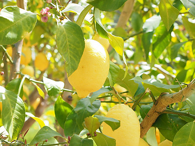 레몬 사진 - Citrus limon Photos