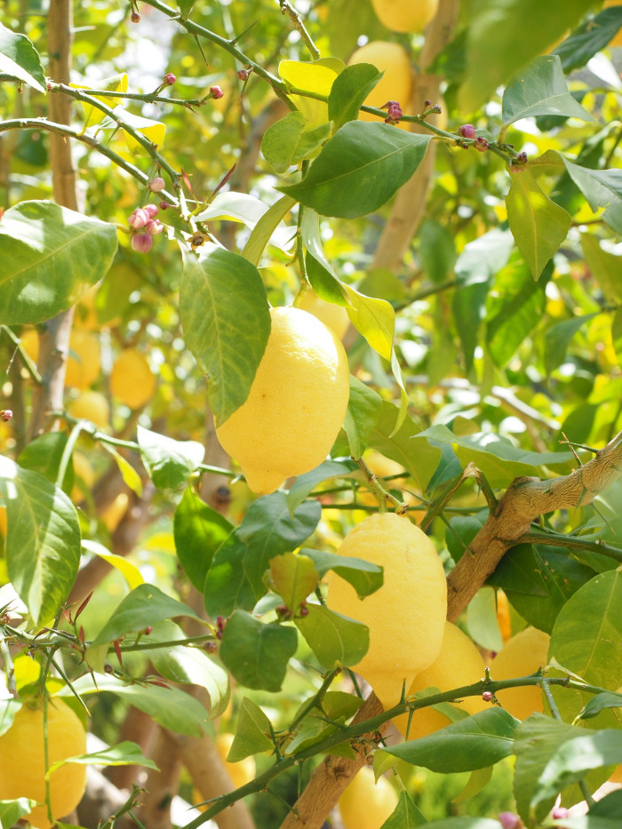레몬 - lemon, Citrus limon
