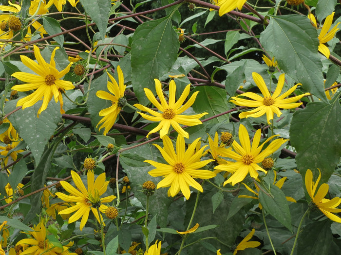 뚱단지 - Helianthus tuberosus L.