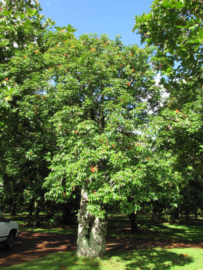 마다가스카르 바오밥나무 - Madagascar baobab, Adansonia madagascariensis