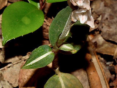 털사철란 사진 - Goodyera velutina Maxim. ex Regel Photos