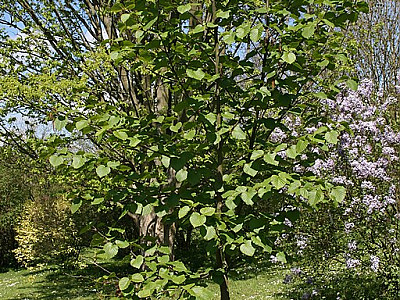 두메오리나무 사진 - Alnus maximowiczii Callier Photos