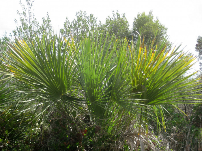 자매로프스야자 - Hair palm, Dwarf Fan Palm, Chamaerops humilis L.