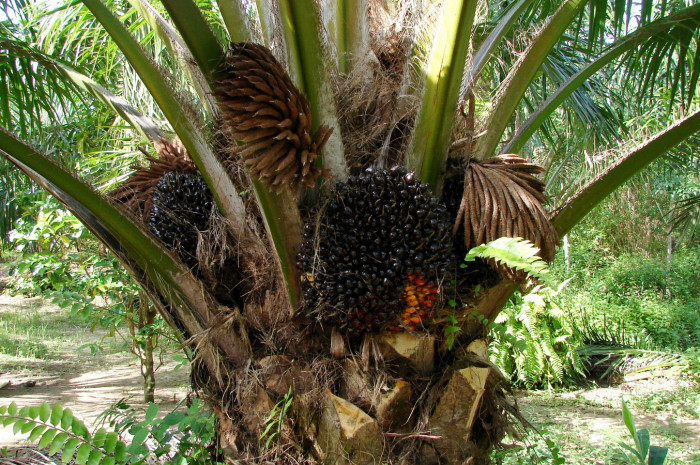 기름야자 - Oil palm, African Oil Palm, Elaeis guineensis