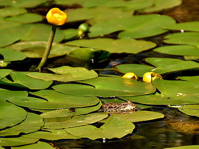 왜개연 사진 - Nuphar pumila (Timm) DC. Photos