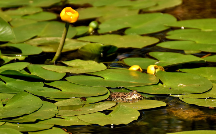 왜개연 - Nuphar pumila (Timm) DC.
