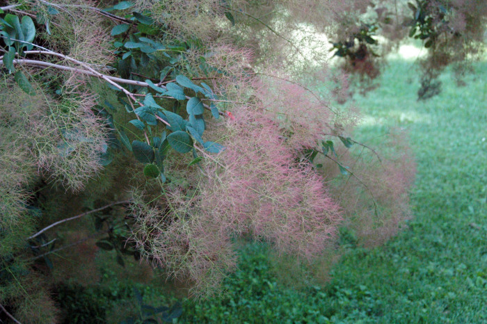 안개나무 - Smoke bush, Smoke tree, Cotinus coggygria L.