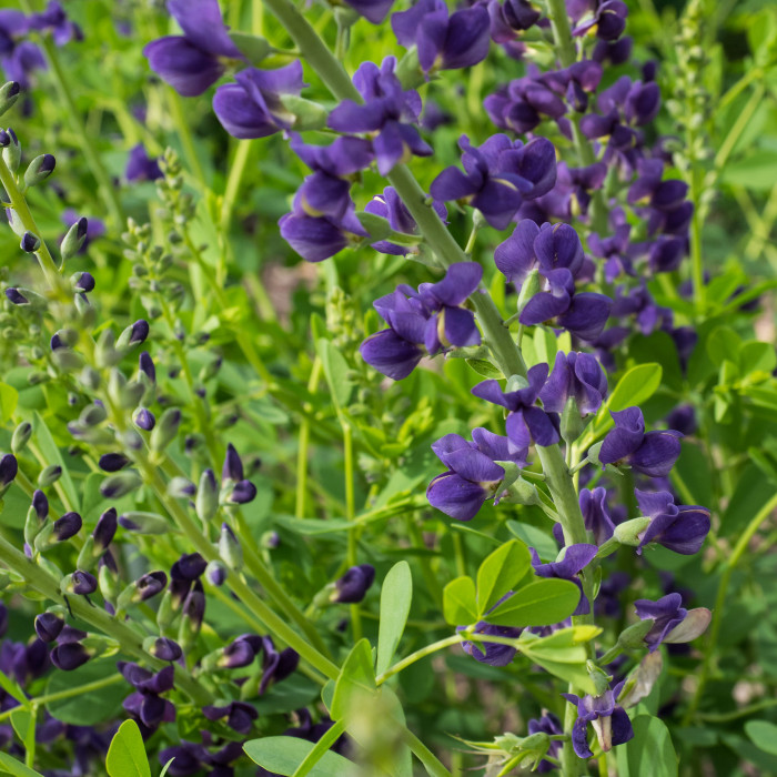 밥티시아 - False indico, Baptisia australis