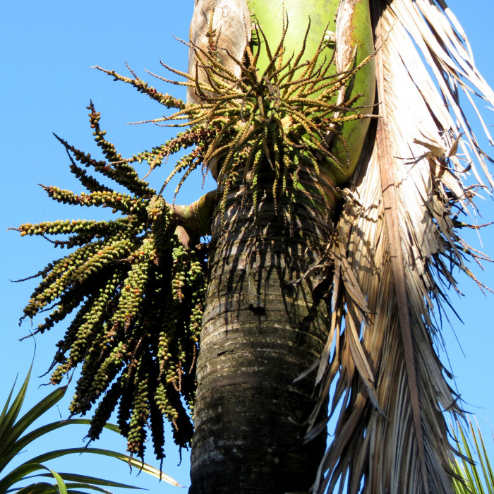 닉카우 야자 - Nikau Palm, Shaving Brush Palm, Rhopalostylis sapida
