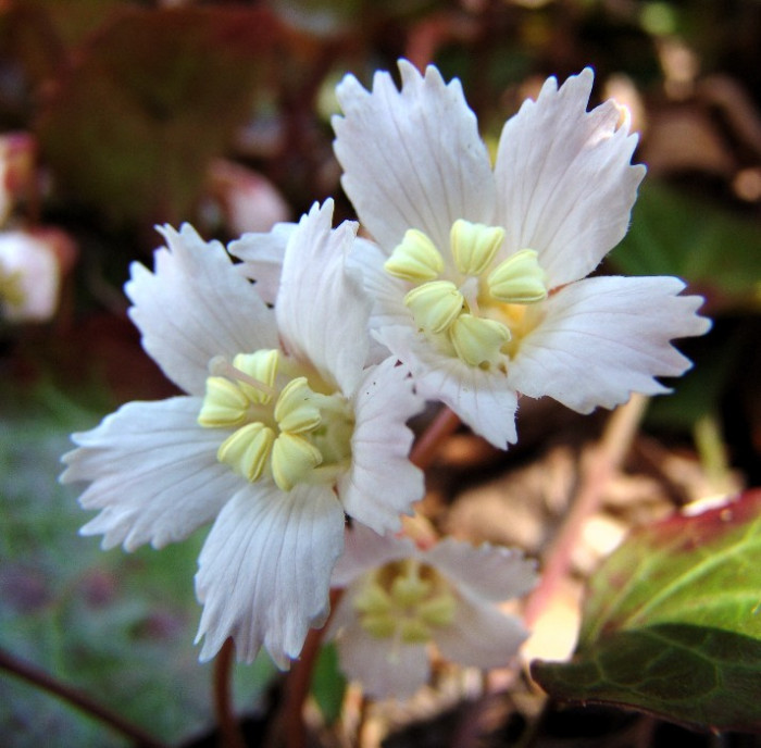 오코니벨 - Oconee Bells , Shortia galacifolia var. galacifolia
