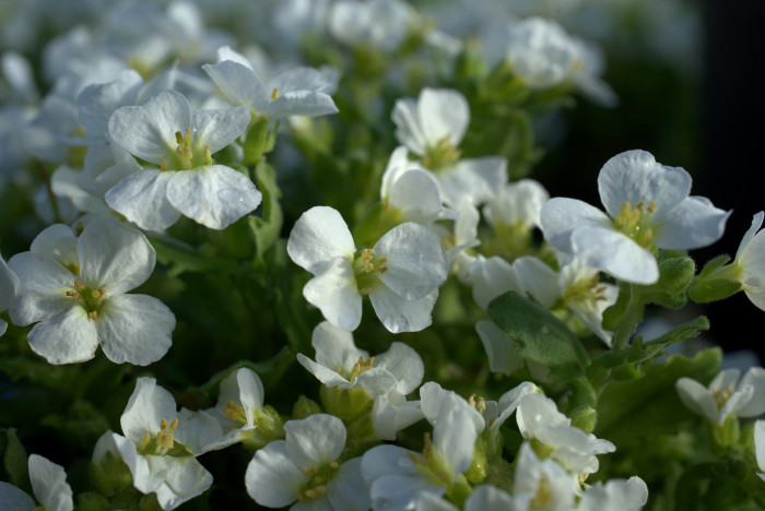 록크레스 - garden arabis, mountain rock cress, Caucasian rockcress, Arabis caucasica