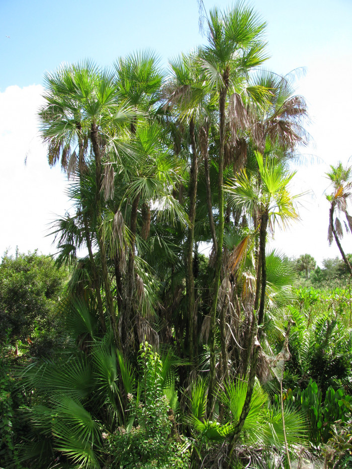 파우로티스 야자 - Paurotis palm, Everglades palm, Madeira palm, Acoelorrhaphe wrightii (Griseb. & H.Wendl.) H.Wendl. ex Becc.
