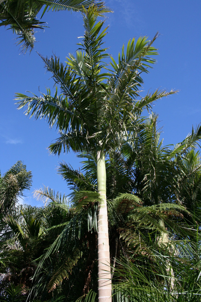 알렉산드라야자 - Alexander palm, Alexandra palm, King Alexander palm, King palm, Northern bangalow palm, Archontophoenix alexandrae 