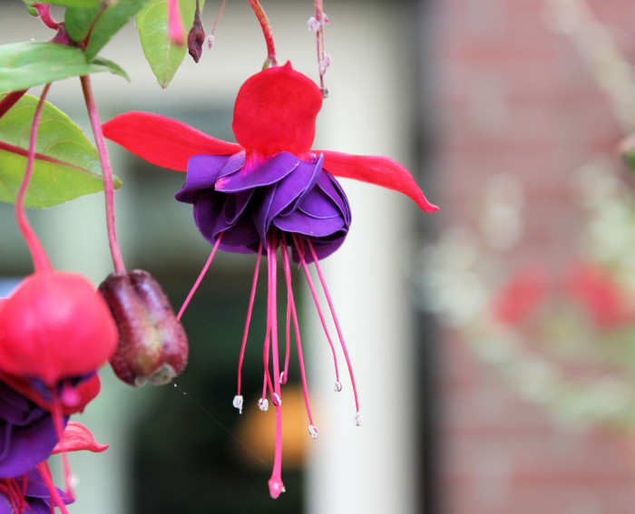 후쿠시아 - Common garden fuchsia, Fuchsia spp.