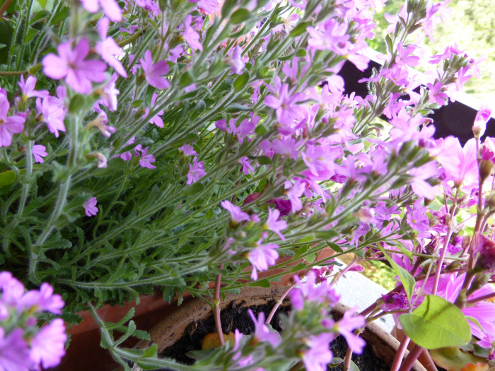암담초 - Alpine balsam, Starflower, Liver balsam, Erinus alpinus