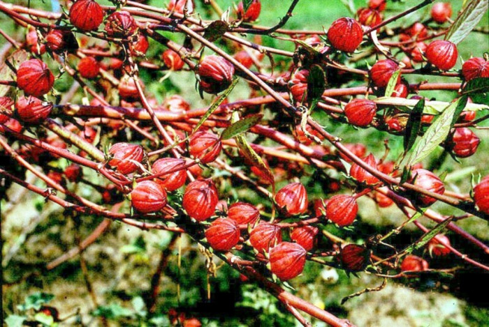 로젤 - Rozelle, Red Thai Roselle, Yellow bloom Roselle Hibiscus, Hibiscus sabdariffa L.
