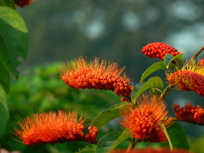 원숭이털덩굴 - Monkey Brush Vine, Combretum aubletii 