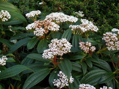 다비디 가막살나무 사진 -  Viburnum davidii Photos