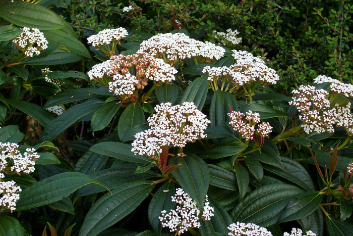 다비디 가막살나무 - David viburnum,  Viburnum davidii