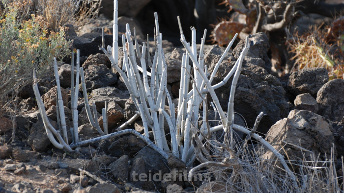 후시 - Ceropegia fusca