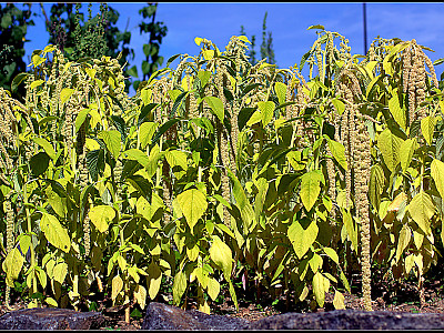 줄맨드라미 사진 - Amaranthus caudatus L. Photos