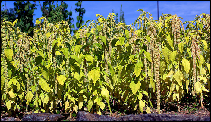 줄맨드라미 - love-lies-bleeding, Amaranthus caudatus L.