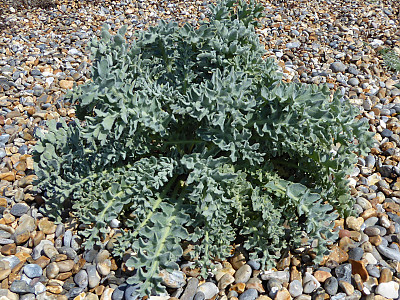 뿔양귀비 사진 - Glaucium flavum Photos