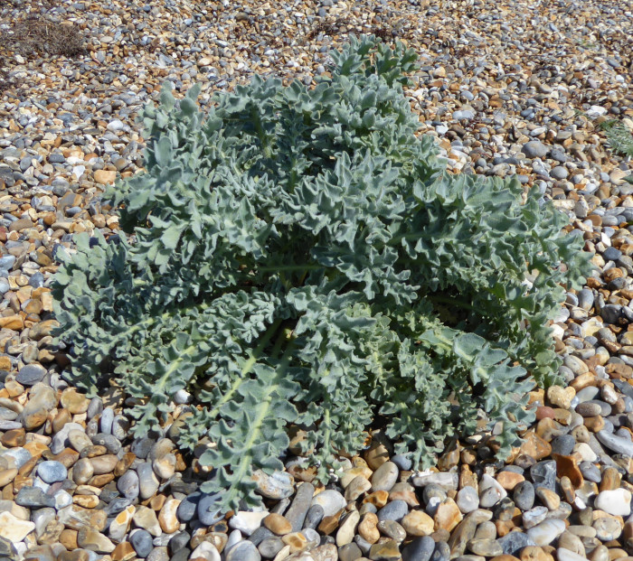 뿔양귀비 - yellow hornpoppy, sea-poppy, yellow horned poppy, Glaucium flavum