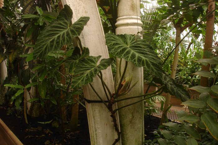 필로덴드론 베루코섬 - Philodendron Verrucosum