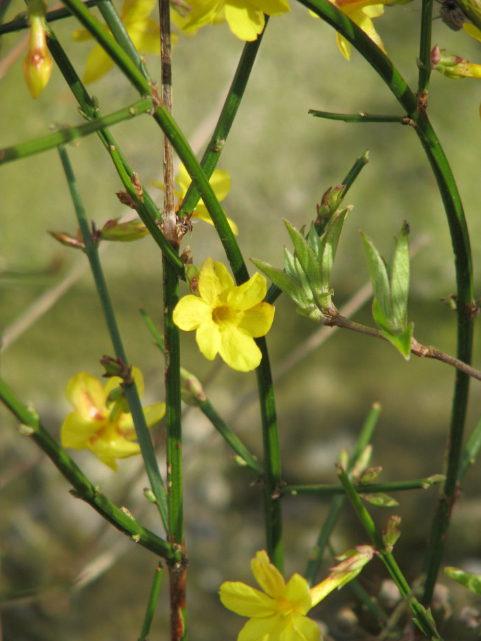 영춘화 - Jasminum nudiflorum Lindl.