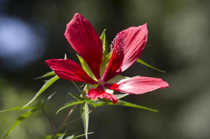 단풍잎촉규화 - Texas star, brilliant hibiscus, scarlet hibiscus, Hibiscus coccineus