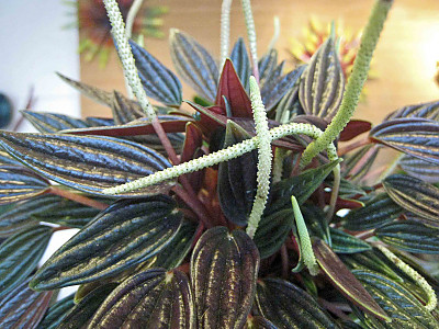 페페로미아 에덴로소 사진 - Peperomia Eden Rosso Photos