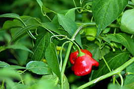 튤립고추 - Capsicum baccatum  var.pendulum