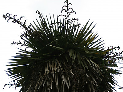 페티코트야자 사진 - Copernicia macroglossa Photos