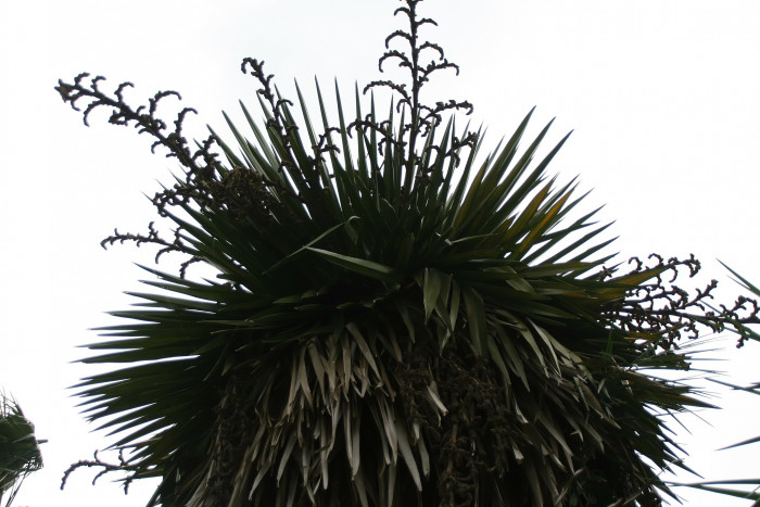 페티코트야자 - Petticoat palm, Jata de Guanabacoa, Copernicia macroglossa