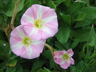 갯메꽃 사진 - Calystegia soldanella (L.) Roem. & Schultb. Photos