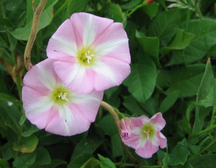 갯메꽃 - Calystegia soldanella (L.) Roem. & Schultb.